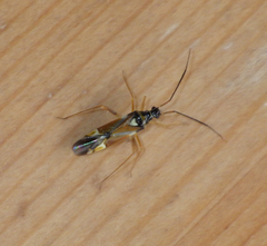 Cyllecoris histrionius