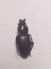 Pterostichus niger