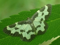 Lomaspilis