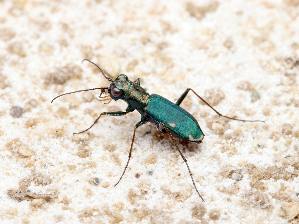 Cylindera