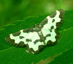 Lomaspilis