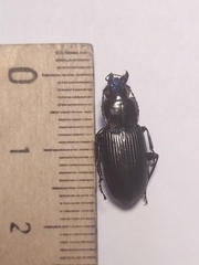 Pterostichus niger