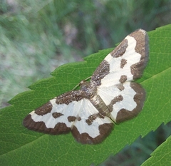 Lomaspilis