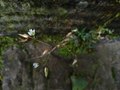 Cerastium morrisonense
