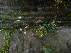 Cerastium morrisonense