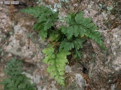 Asplenium onopteris