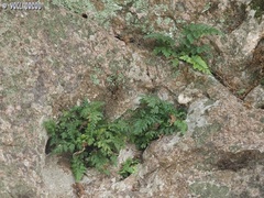 Asplenium onopteris