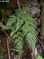 Asplenium onopteris