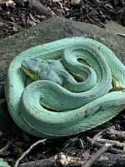 Bothrops bilineatus