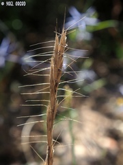 Bromus lanceolatus