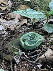 Bothrops bilineatus