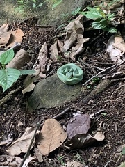 Bothrops bilineatus