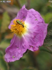 Chrysanthia flavipes
