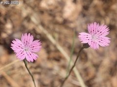 Dianthus tripunctatus