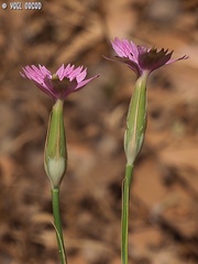 Dianthus tripunctatus