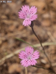 Dianthus tripunctatus