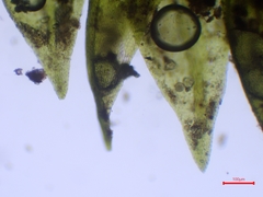 Hygroamblystegium fluviatile