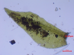 Hygroamblystegium fluviatile