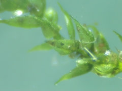 Hygroamblystegium fluviatile