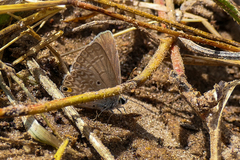 Lepidochrysops plebeia
