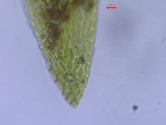 Hygroamblystegium fluviatile