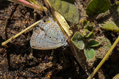 Lepidochrysops plebeia