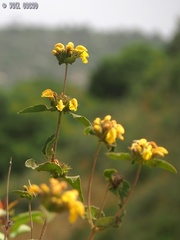 Phlomis viscosa