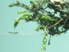 Hygroamblystegium fluviatile