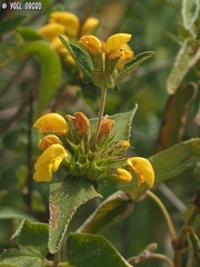 Phlomis viscosa