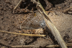 Lepidochrysops plebeia