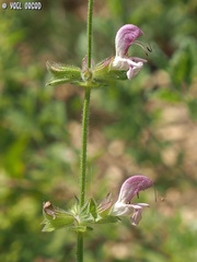 Salvia hierosolymitana