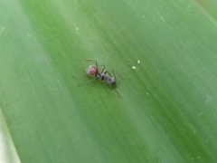 Polyrhachis bicolor