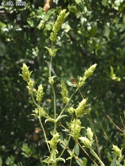 Sideritis perfoliata