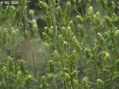 Sideritis perfoliata