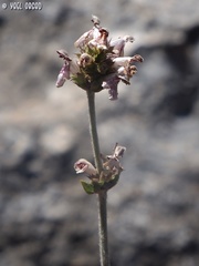 Stachys distans