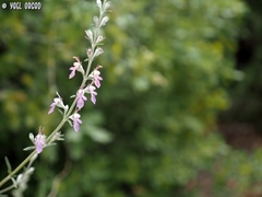 Teucrium creticum
