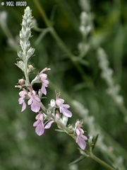 Teucrium creticum