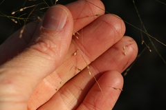 Panicum decompositum
