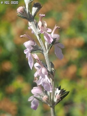Teucrium creticum