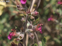 Teucrium divaricatum