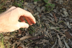 Panicum decompositum