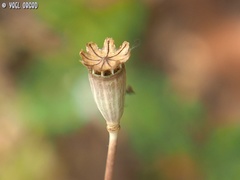 Papaver carmeli