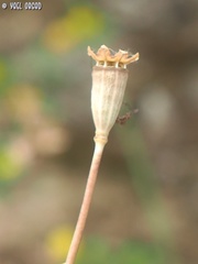 Papaver carmeli