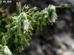 Podonosma orientalis