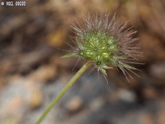 Pterocephalus plumosus