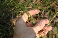 Panicum decompositum