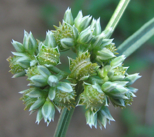 Limeum sulcatum var. sulcatum image