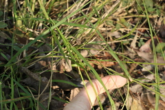 Panicum decompositum