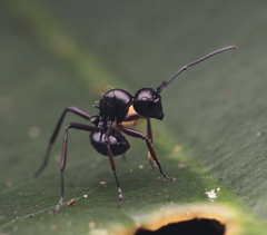 Polyrhachis monteithi