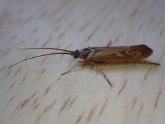 Limnephilus auricula